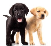 רפואה מונעת וחיסונים - חיסוני כלבים